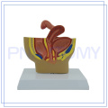 PNT-05801 modelo de órgãos genitais de pelve feminina